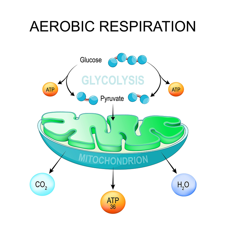 Diagram of aerobic respiration showing glucose and oxygen producing energy, carbon dioxide, and water